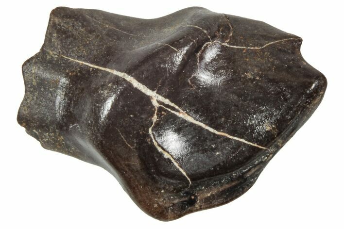 Fossil Nodosaurid (Denversaurus) Tooth - Montana #341030